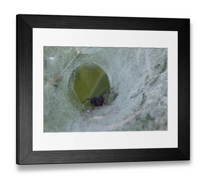 Framed Print : Ground funnel web spider, North Rhine-Westphalia (Coelotes terrestris) Framed Print : Ground funnel web spider, North Rhine-Westphalia (Coelotes terrestris)