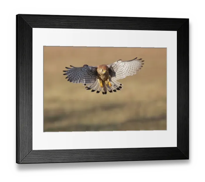 Framed Print : Common kestrel (Falco tinnunculus)