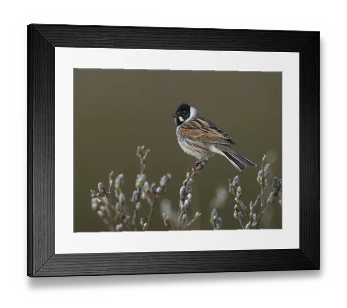 Framed Print : Reed bunting (Emberiza schoeniclus) Framed Print : Reed bunting (Emberiza schoeniclus)