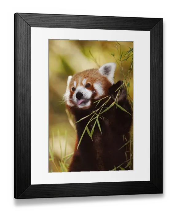 Framed Print : Red Panda (ailurus fulgens), Adult eating Bamboo's LeavesRed Panda (ailurus fulgens)