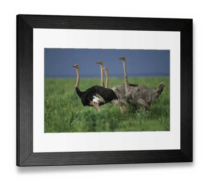 Framed Print : Common ostrich (struthio camelus) Framed Print : Common ostrich (struthio camelus)