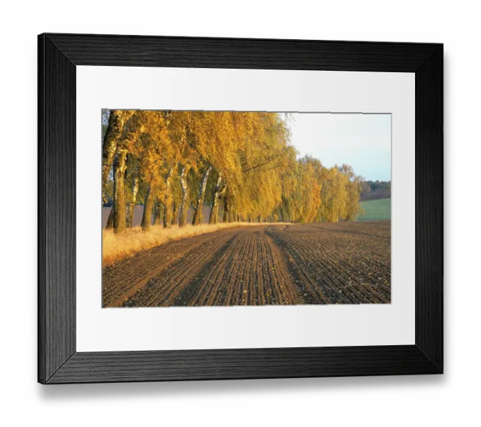 Framed Print : Birch avenue in autumn, Upper Bavaria Germany