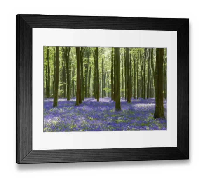 Framed Print : Bluebells in Wepham Woods