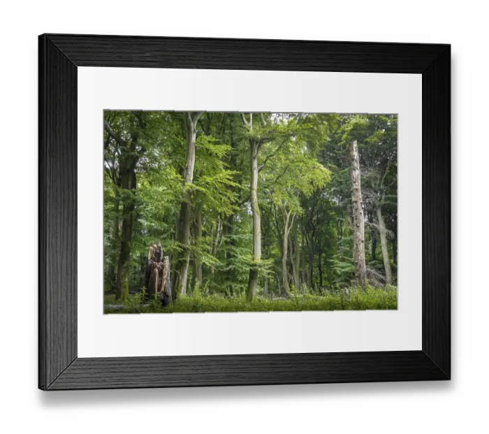 Framed Print : Old Beechesforest (Beeches), Beechesurwald with deadwood