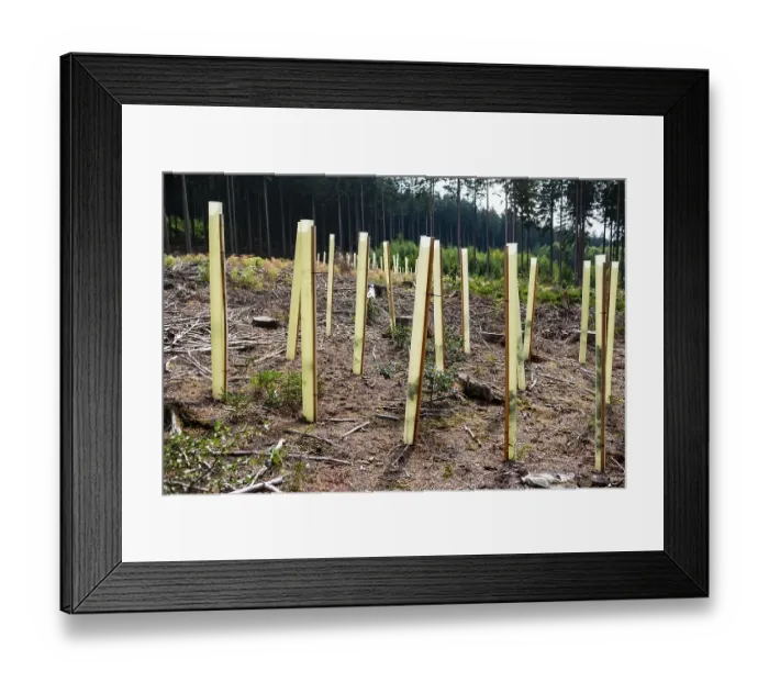 Framed Print : New deciduous tree seedlings in a clearing of a coniferous forest Framed Print : New deciduous tree seedlings in a clearing of a coniferous forest