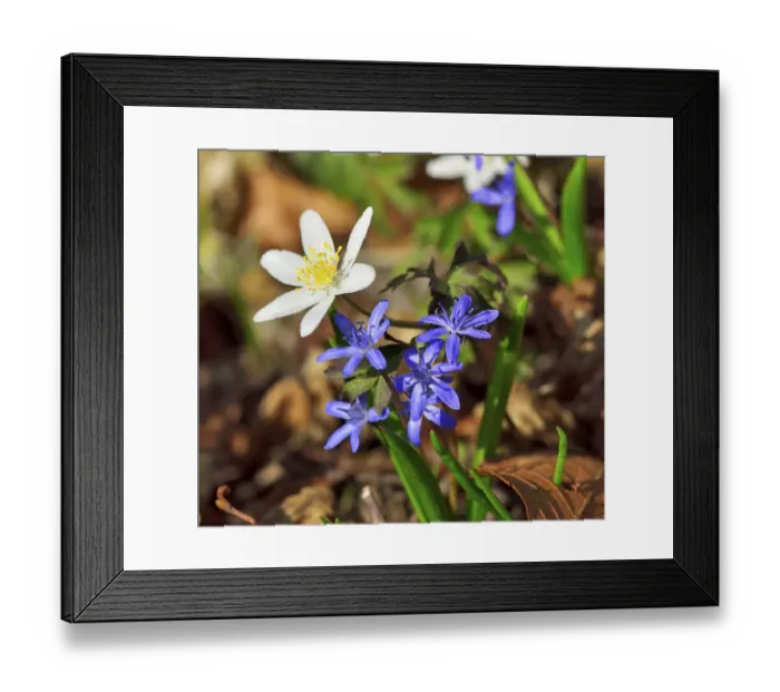 Framed Print : Blossoms anemone (Anemone nemorosa) and bluestem (Scilla bifoliata) detail view on forest floor