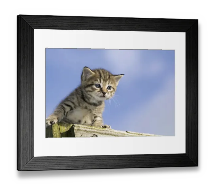 Framed Print : Domestic Cat, tabby kitten, exploring outdoors
