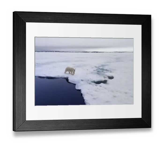 Framed Print : Polar bear (Ursus maritimus) walking over pack ice