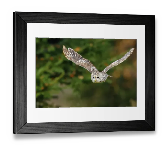 Framed Print : Tawny owl (Strix aluco) in flight