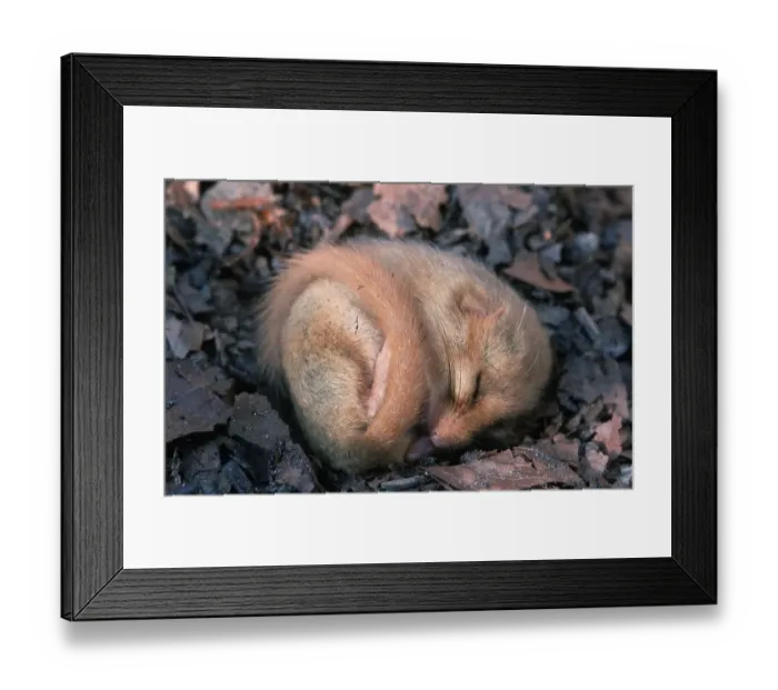 Framed Print : Common Dormouse (Muscardinus avellanarius) Framed Print : Common Dormouse (Muscardinus avellanarius)