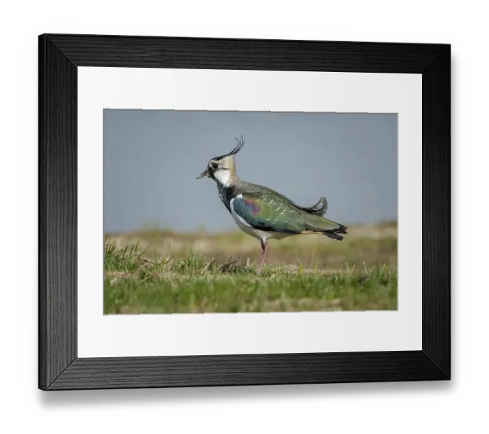 Framed Print : Lapwing (Vanellus vanellus), Cley Marshes Framed Print : Lapwing (Vanellus vanellus), Cley Marshes