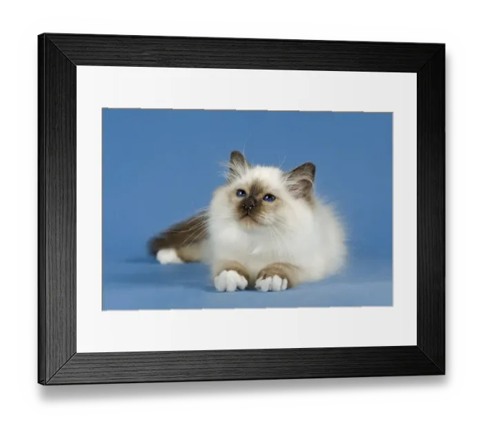 Framed Print : Birman Cat, kitten, part albino, point coloration