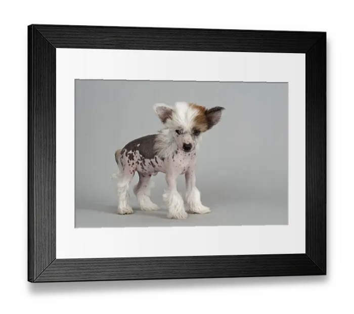 Framed Print : Chinese Crested Dog, hairless, puppy, 7 weeks Framed Print : Chinese Crested Dog, hairless, puppy, 7 weeks