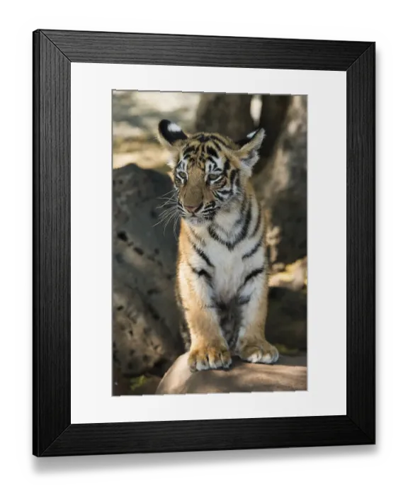 Framed Print : Royal Bengal tiger (Panthers tigris tigris) cub