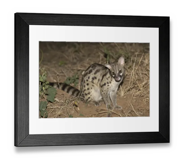 Framed Print : Rusty-spotted Genet (Genetta maculata)