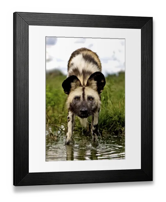 Framed Print : African Wild Dog (lycaon pictus)