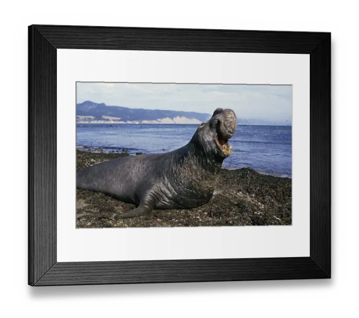 Framed Print : Southern Elephant Seal (mirounga leonina)