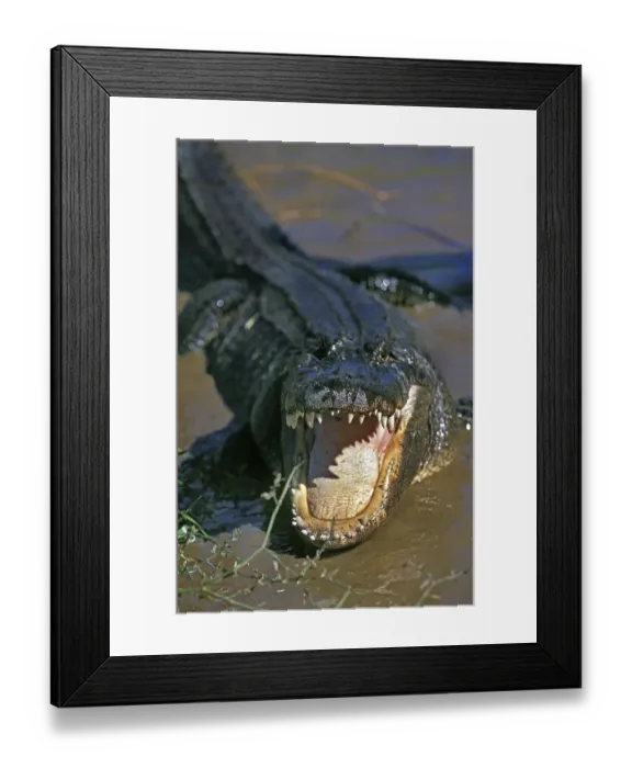 Framed Print : American Alligator, alligator mississipiensis