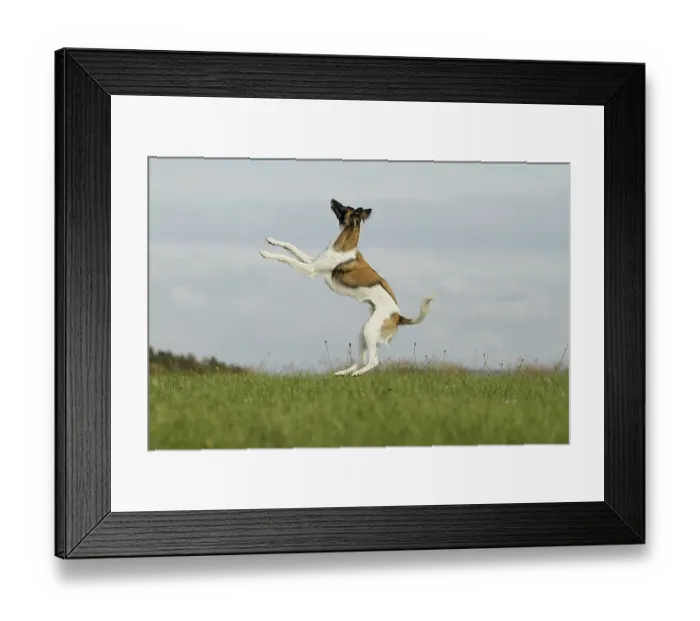 Framed Print : Silken Wind Sprite, male, jumping high over meadow