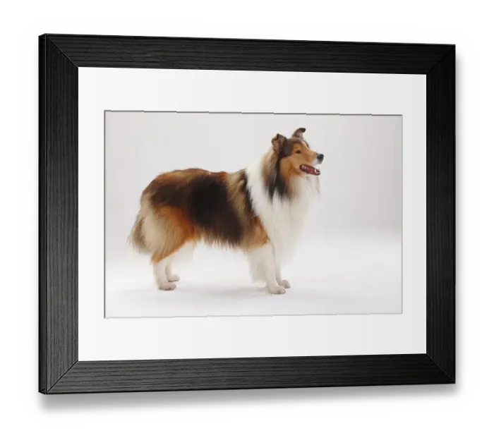 Framed Print : Longhair collie, male, standing