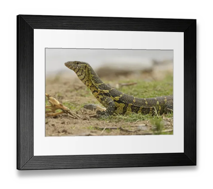 Framed Print : Monitor lizard (Varanus niloticus)