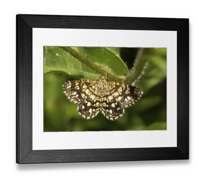 Framed Print : Heather lattice moth (Chiasmia clathrata) Framed Print : Heather lattice moth (Chiasmia clathrata)