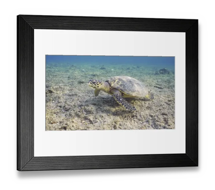 Framed Print : Hawksbill Sea Turtle (Eretmochelys imbricata) or Bissa swims over of coral reef Framed Print : Hawksbill Sea Turtle (Eretmochelys imbricata) or Bissa swims over of coral reef