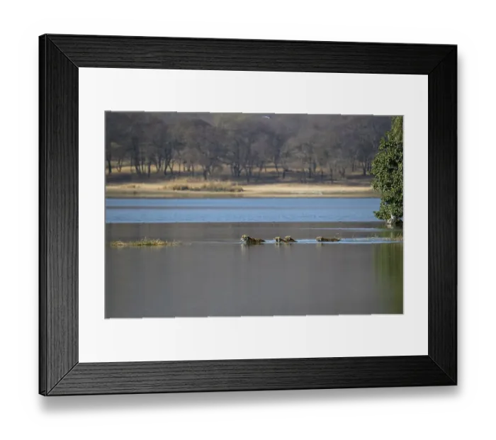 Framed Print : Wild Indian Tigers or Bengal Tigers
