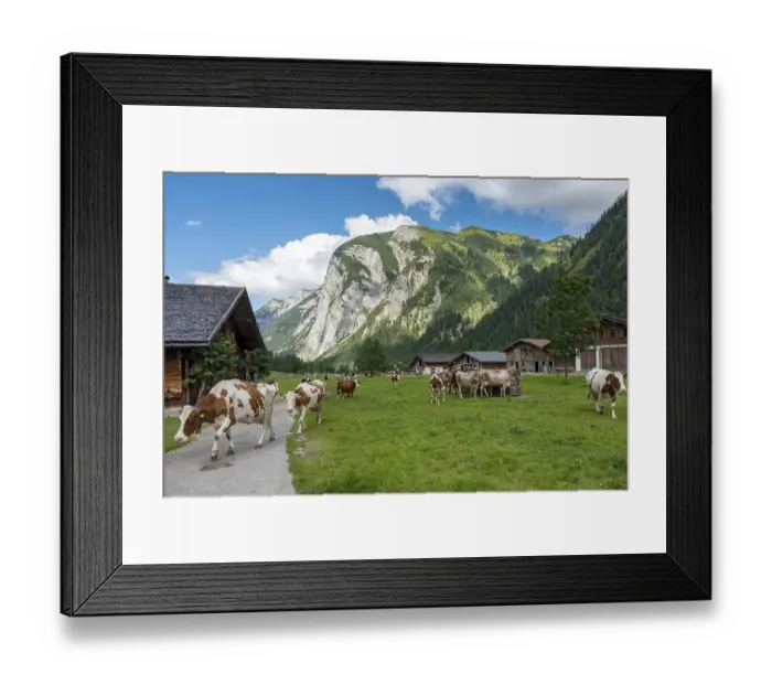 Framed Print : Return of the cows to the Almdorf Eng in the evening Framed Print : Return of the cows to the Almdorf Eng in the evening