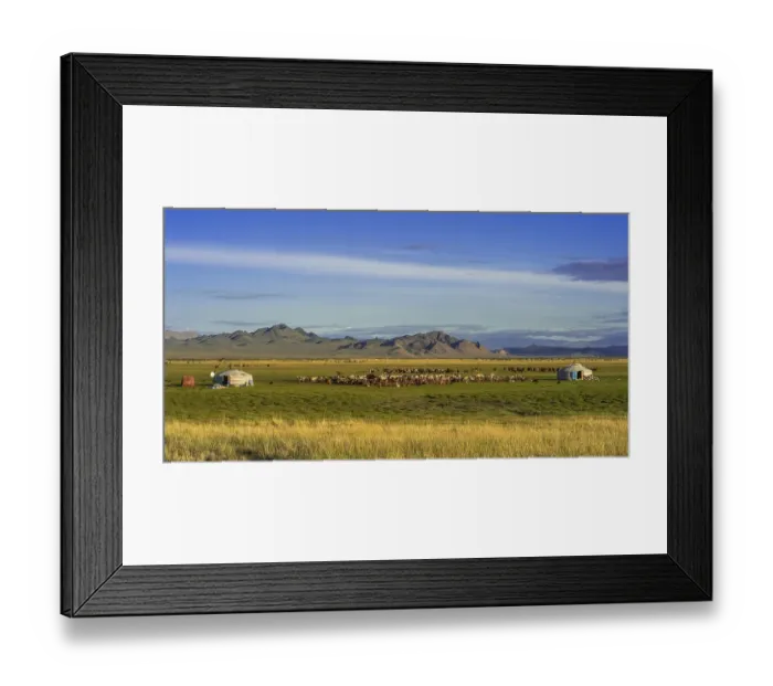 Framed Print : Flock of goats (capra) and yurts of nomads with mountains in the back