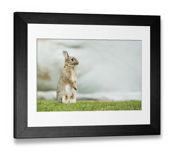 Framed Print : European rabbit (Oryctolagus cuniculus) standing on its hindlegs