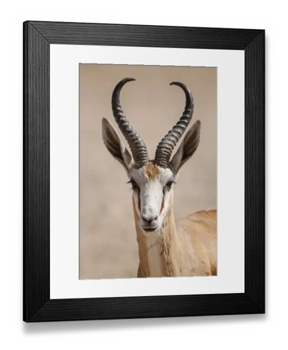 Framed Print : Springbok antelope (Antidorcas marsupialis) Framed Print : Springbok antelope (Antidorcas marsupialis)