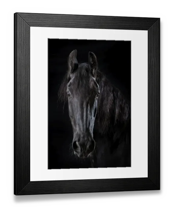Framed Print : Domestic horse (Equus ferus caballus) Framed Print : Domestic horse (Equus ferus caballus)