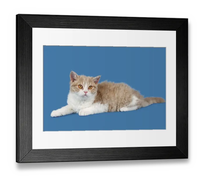 Framed Print : Breed Selkirk Rex Kitten, 14 weeks old