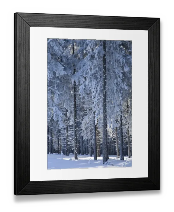 Framed Print : Snow covered tree trunks, winter forest in the Ore Mountains