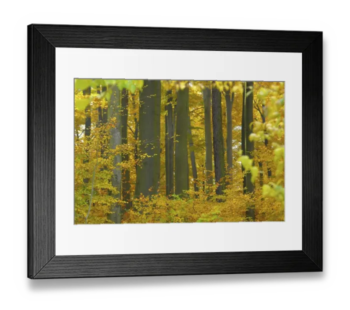 Framed Print : Foliage, forest in autumn, beech (Fagus sylvatica) tree Framed Print : Foliage, forest in autumn, beech (Fagus sylvatica) tree