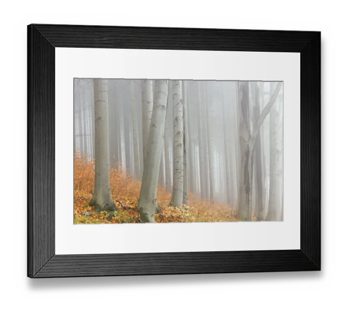 Framed Print : Autumn beech forest, Jeseniky Protected Landscape Area Framed Print : Autumn beech forest, Jeseniky Protected Landscape Area