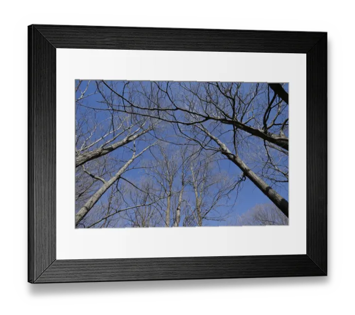 Framed Print : Nature, forest, tree tops from below