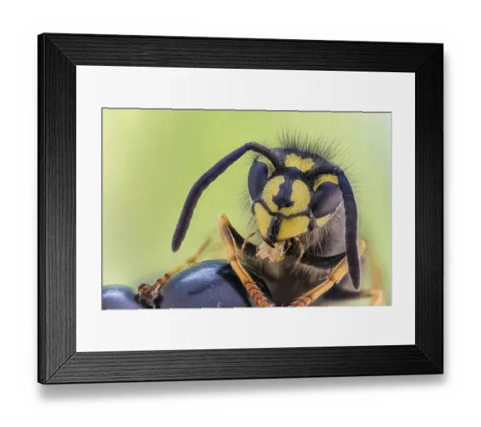 Framed Print : Common wasp (Vespula vulgaris) on blackberry