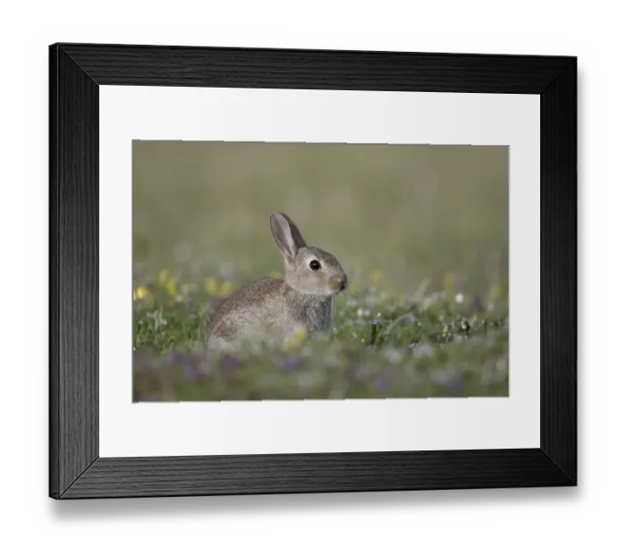 Framed Print : European Rabbit (Oryctolagus cuniculus) young Framed Print : European Rabbit (Oryctolagus cuniculus) young