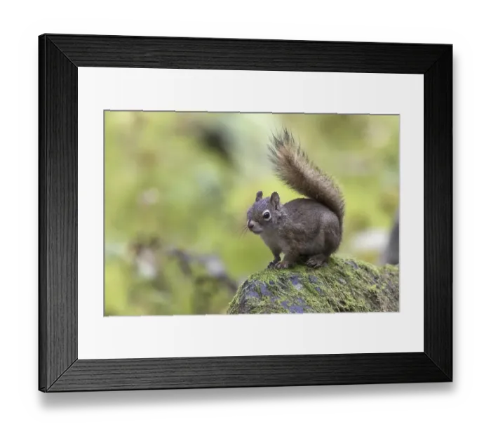 Framed Print : American red squirrel (Tamiasciurus hudsonicus)