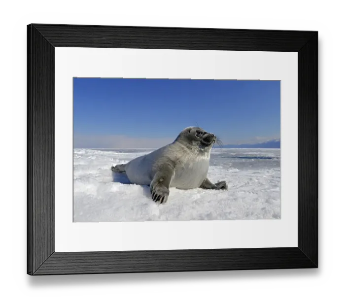 Framed Print : Baikal seal (Pusa sibirica, Phoca sibirica)