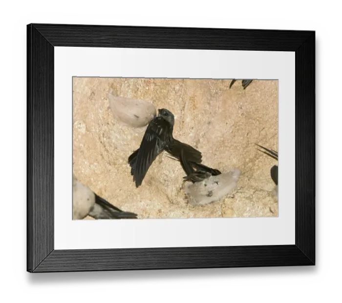 Framed Print : Edible-nest swiftlet (Aerodramus fuciphagus)