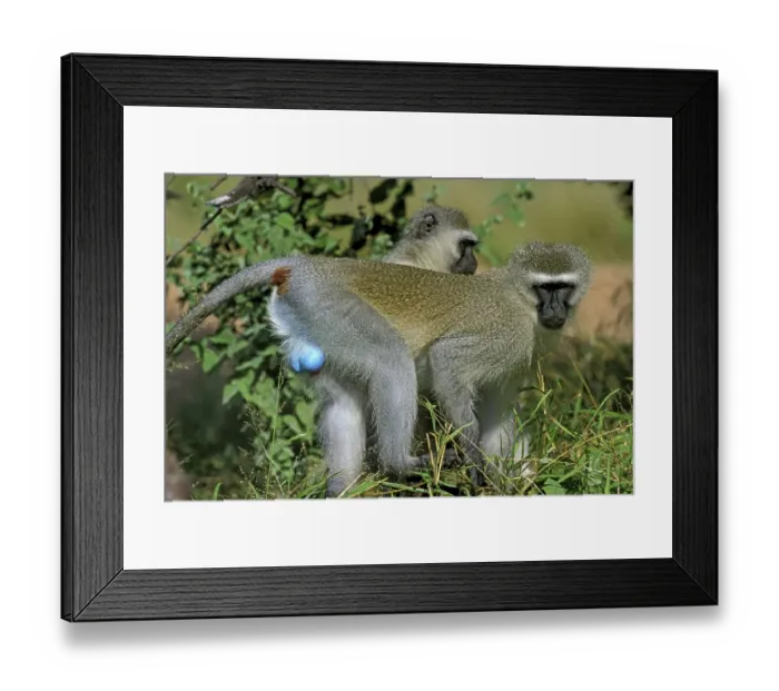 Framed Print : Vervet monkey (cercopithecus aethiops) Framed Print : Vervet monkey (cercopithecus aethiops)
