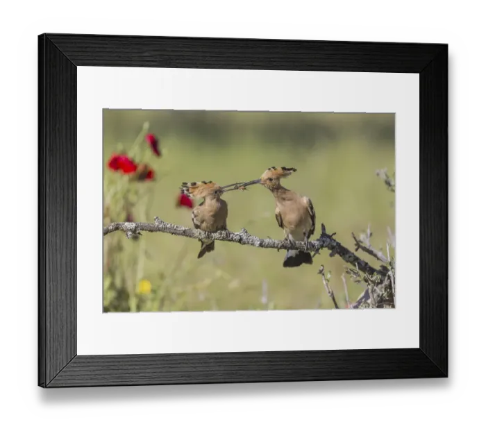 Framed Print : Hoopoe (Upupa epops), Spain, Europe Framed Print : Hoopoe (Upupa epops), Spain, Europe