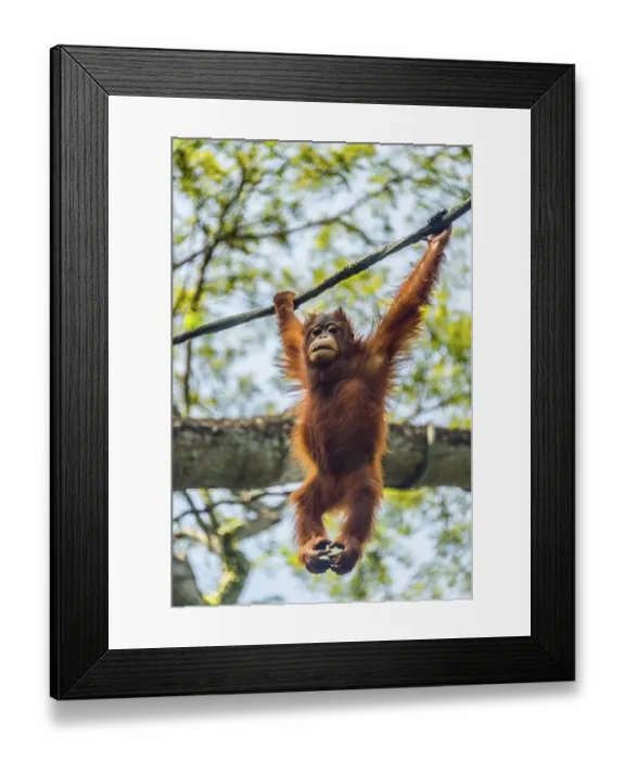 Framed Print : Borneo Orangutan (Pongo pygmaeus) hanging on a rope