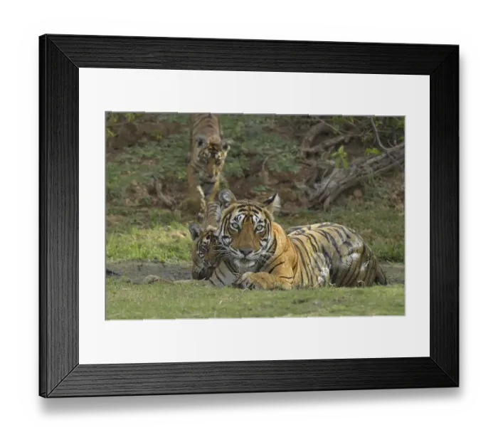 Framed Print : Bengal Tigers (Panthera tigris tigris)