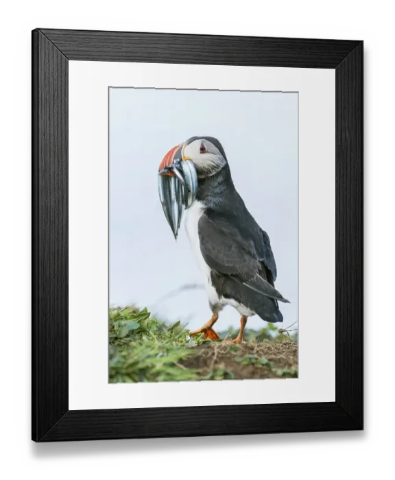 Framed Print : Puffin (Fratercula arctica), with fish in its beak