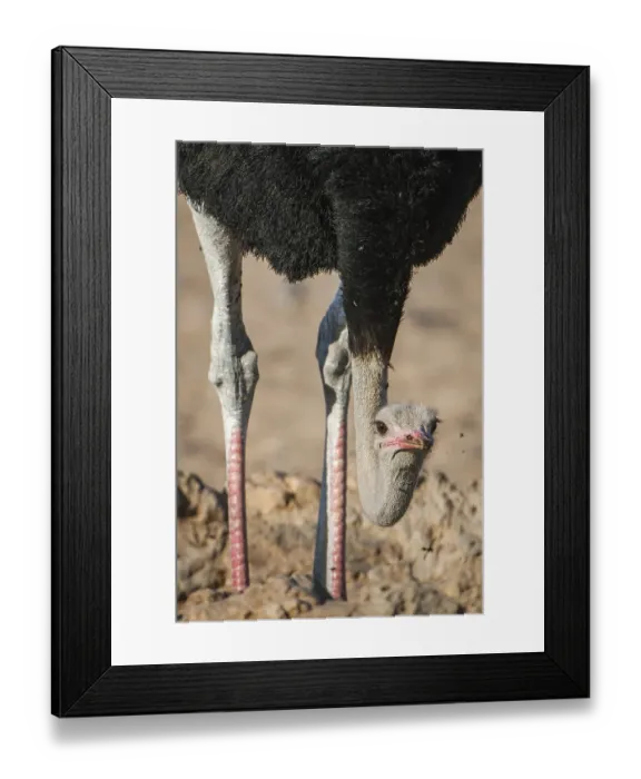 Framed Print : Common ostrich (Struthio camelus) with head down Framed Print : Common ostrich (Struthio camelus) with head down