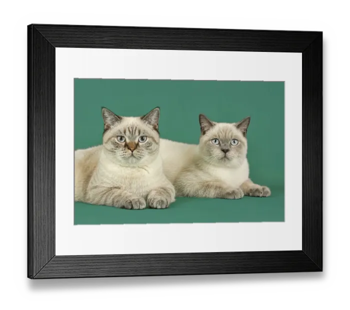 Framed Print : Two British Shorthair cats